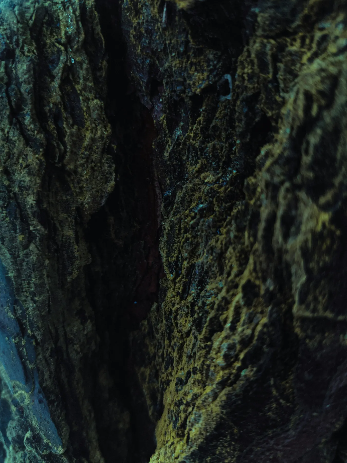 Close view of a forest habitat