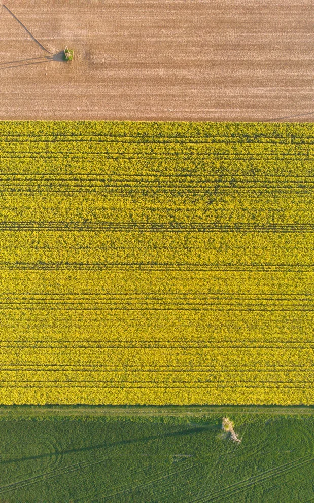 Aerial view of a flowering canola field