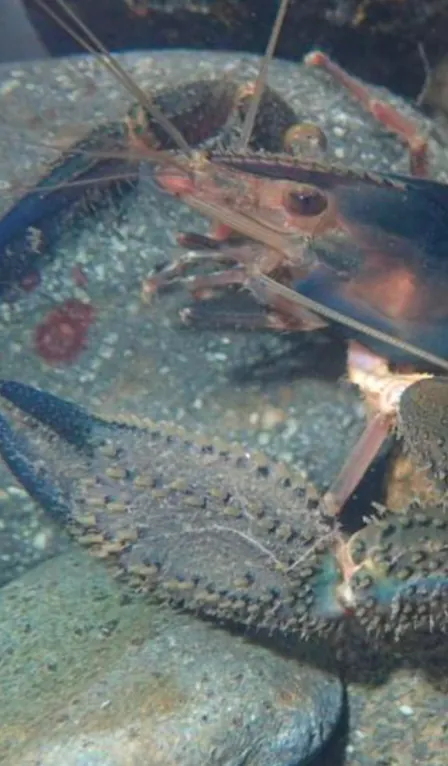Close-up of a freshwater crustacean resting on a stone underwater