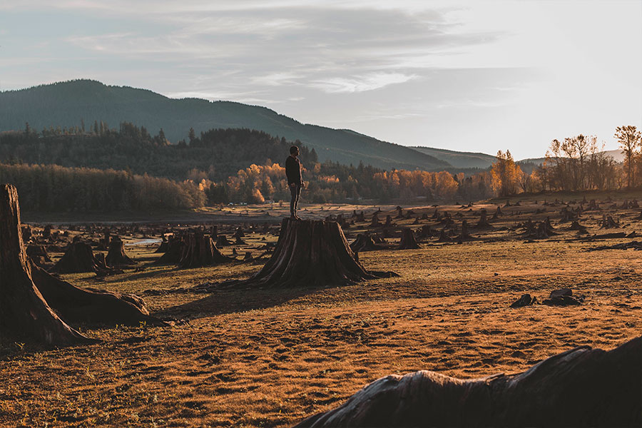 Deforested landscape illustrating biodiversity loss