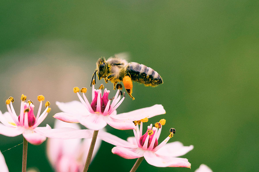 Abeille butinant une fleur, illustrant le potentiel mellifère du Kit Miel