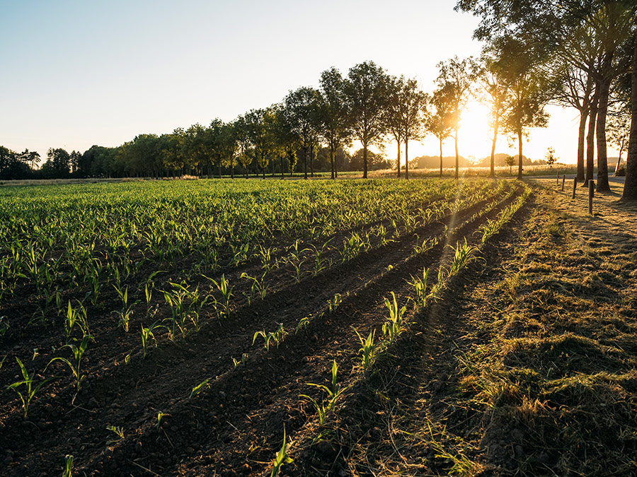Agroecological farm fields evaluated for soil biodiversity