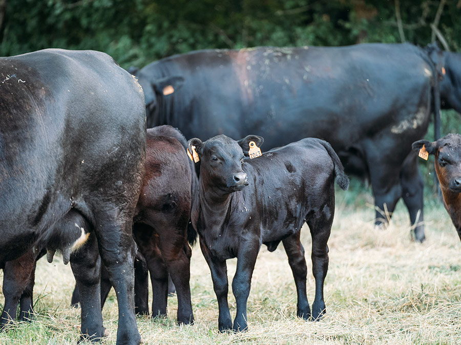Soil biodiversity assessed across agricultural types