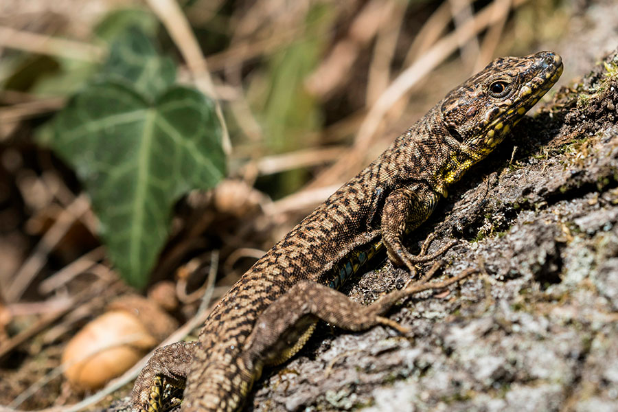 Lézard des murailles observé lors du bilan de biodiversité