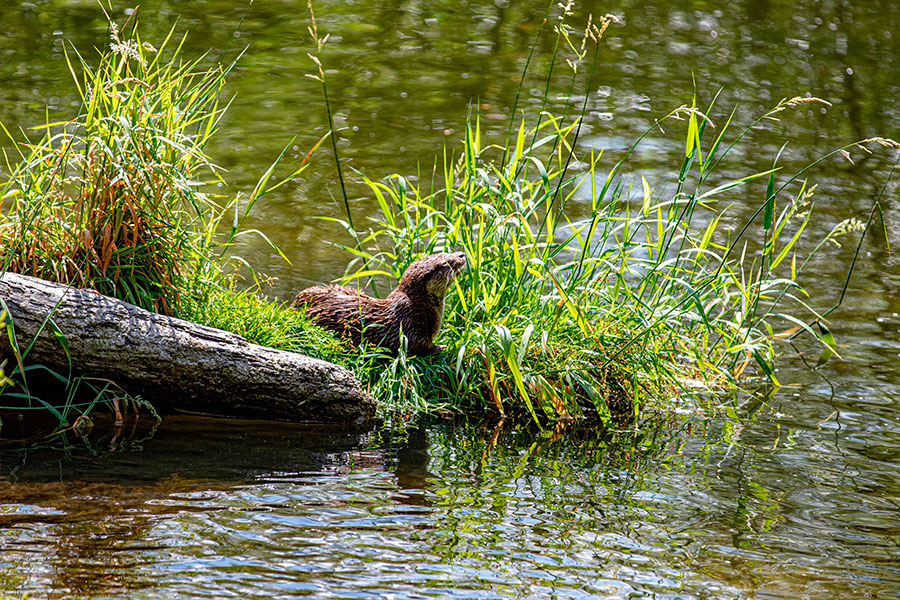 Loutre dans une rivière naturelle, illustrant le Kit Eau