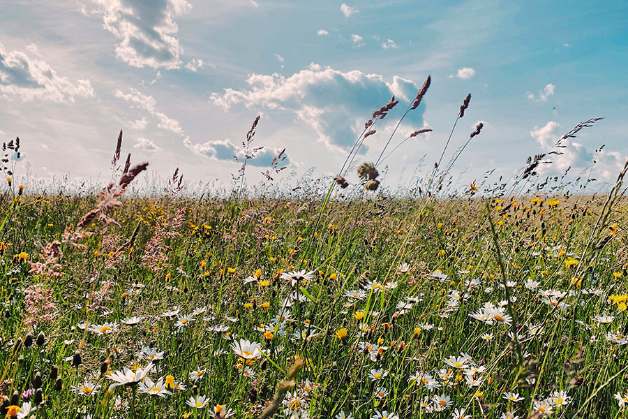 Plantes sauvages échantillonnées pour la diversité floristique du Kit Plantes