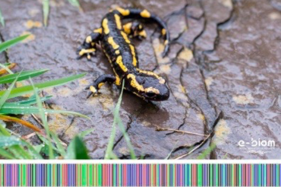 Salamandre tachetée, photo 3
