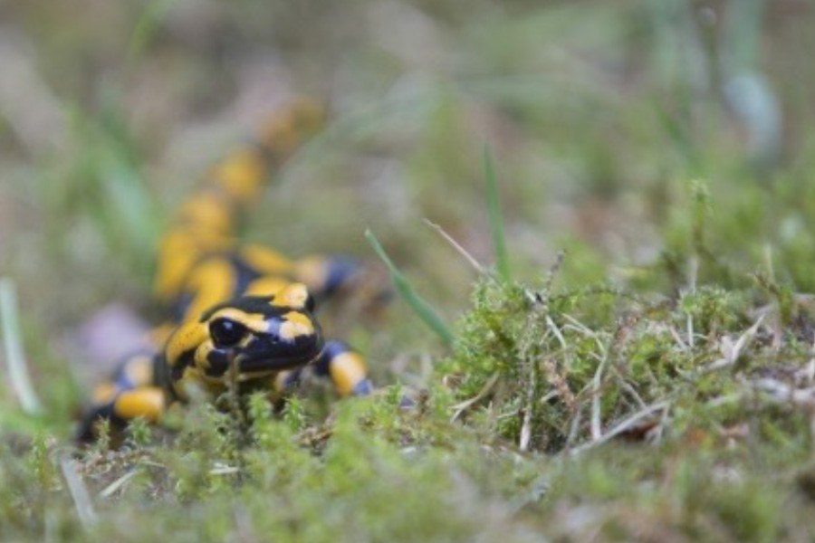 Monitoring the spotted salamander by environmental DNA (eDNA), a conservation challenge